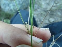 Festuca myuros
