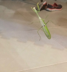 Mantidae