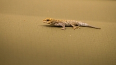 Lygodactylus chobiensis