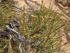 Ephedra viridis
