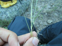 Festuca myuros