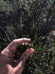 Trichostema lanatum