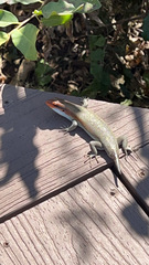 Trachylepis wahlbergii