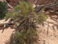 Ephedra viridis