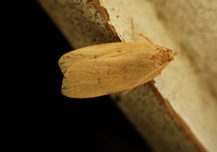 Phaeosaces coarctatella