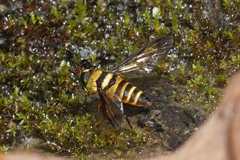 Dichelacera marginata