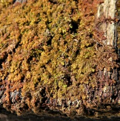 Ptilidium pulcherrimum