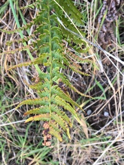 Dryopteris arguta