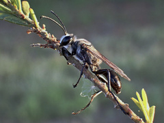 Sphecinae
