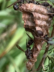 Ropalidia revolutionalis