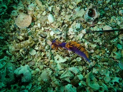 Flabellinopsis iodinea