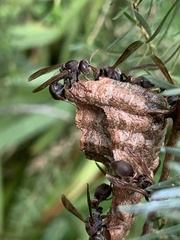 Ropalidia revolutionalis