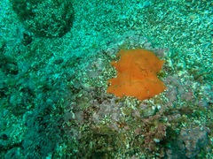 Dragmacidon mexicanum