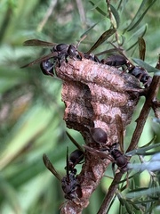 Ropalidia revolutionalis