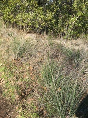 Festuca californica