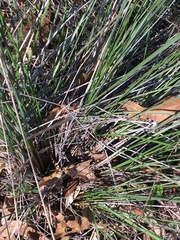Festuca californica