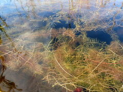 Utricularia floridana