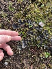Peltigera canina