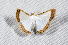 Leuciris institata
