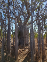 Adansonia gregorii