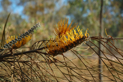 Grevillea pteridifolia