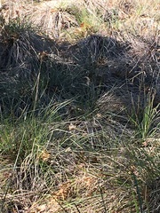 Festuca californica