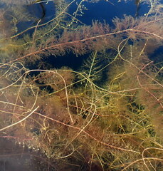 Utricularia floridana