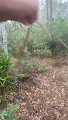 Anolis carolinensis