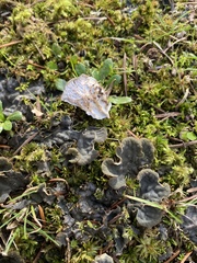 Peltigera canina