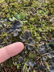 Peltigera canina