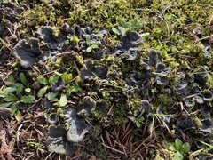 Peltigera canina