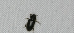 Heterocerus fenestratus