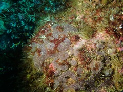 Botryllus