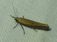 Ypsolopha