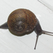 Cuban Brown Snail - Photo (c) Chuck Sexton, some rights reserved (CC BY-NC), uploaded by Chuck Sexton