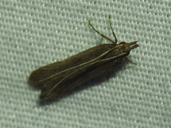 Dichomeris ligulella