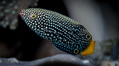 Yellowtail Wrasse photo 3