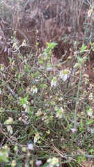 Vaccinium elliottii