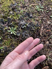 Peltigera canina
