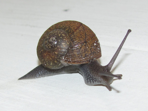 Cuban Brown Snail