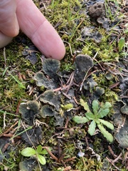 Peltigera canina