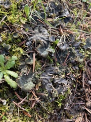 Peltigera canina