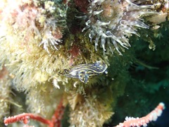 Polycera atra