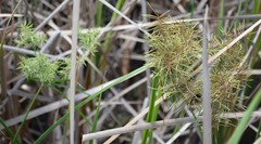 Cyperus odoratus image