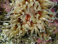 Urticina mcpeaki