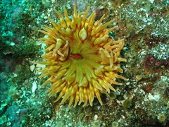 Urticina mcpeaki