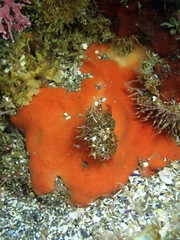 Dragmacidon mexicanum