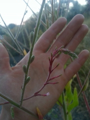 Oenothera curtiflora