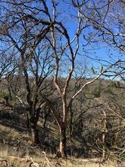 Arbutus menziesii