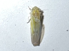 Zyginama tripunctata